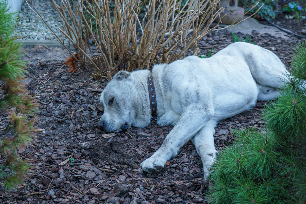 The Natural Anabolic: Why Sleep Is The Missing Link in Your Testosterone Optimization Protocol